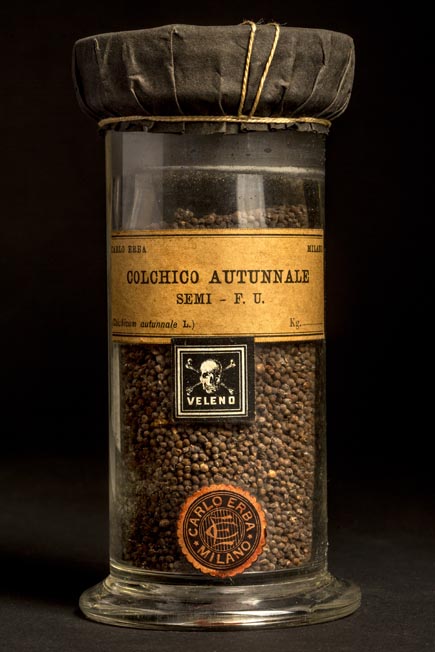 COLCHICO AUTUNNALE - semi F.U.